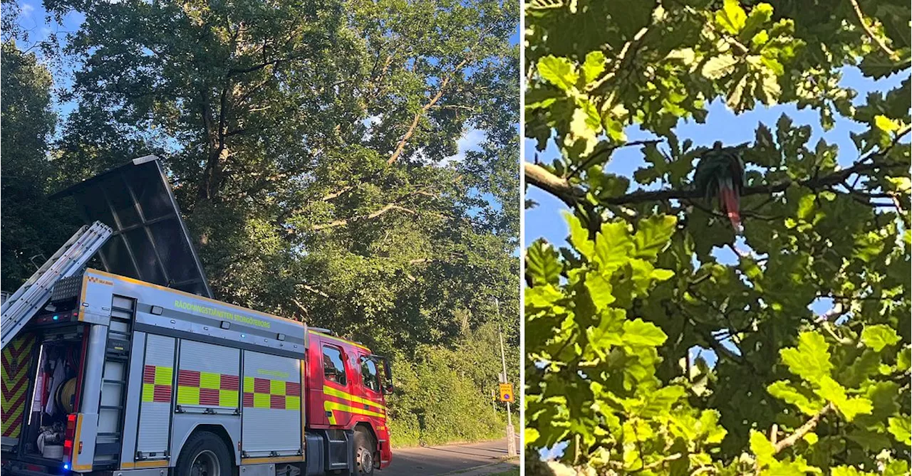 Man räddades från träd i Göteborg – försökte hämta papegoja