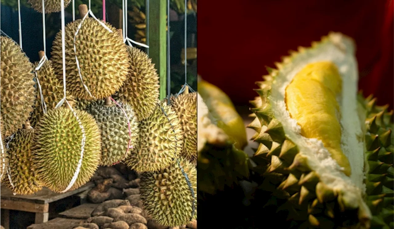 Durian Kampung, IOI, Udang Merah & 7 Lagi Jenis Durian Yang Popular Di Malaysia