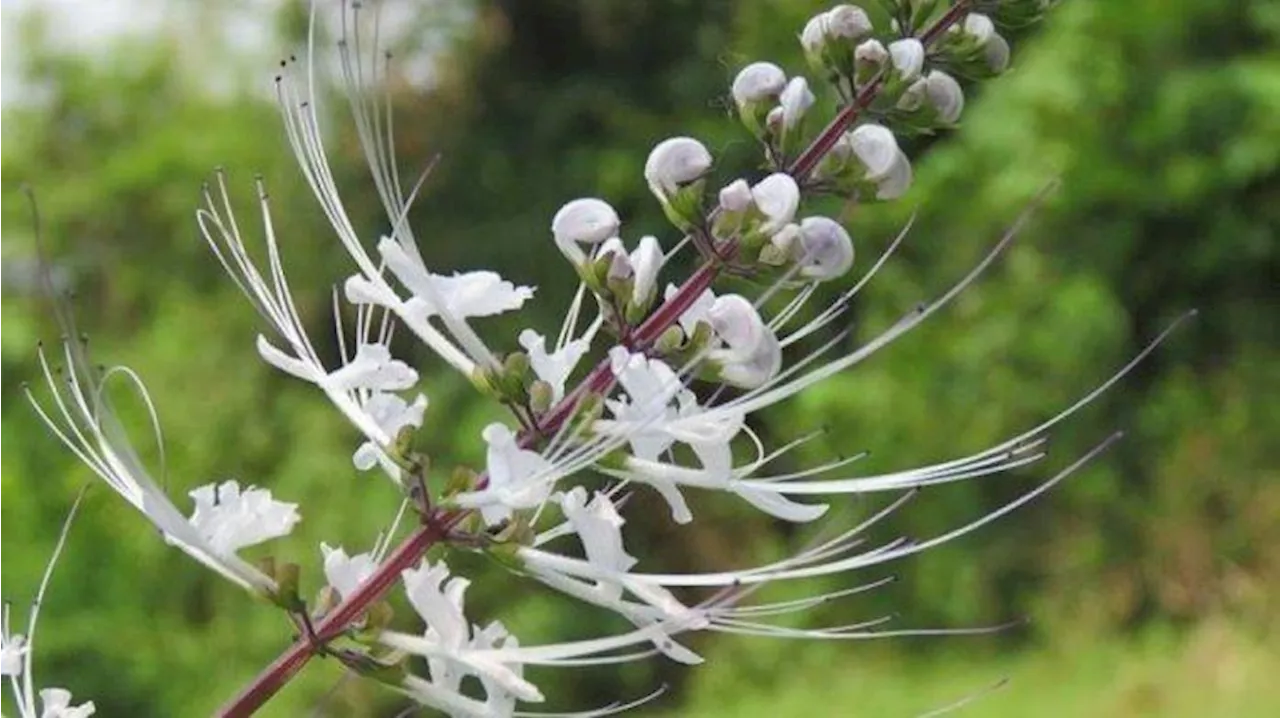 Resep Herbal dr Zaidul Akbar, Campuran Kumis Kucing dan Seledri untuk Atasi Gagal Ginjal