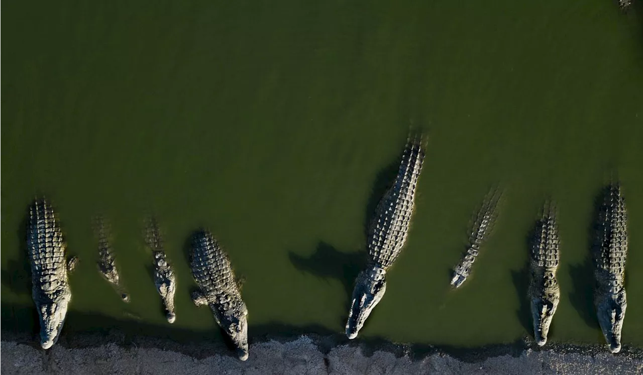 Mexican cities inundated by crocodiles after storms