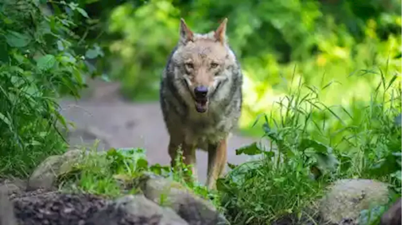 Wolfsangriff in Osterholz-Scharmbeck: Viehhalter in Sorge