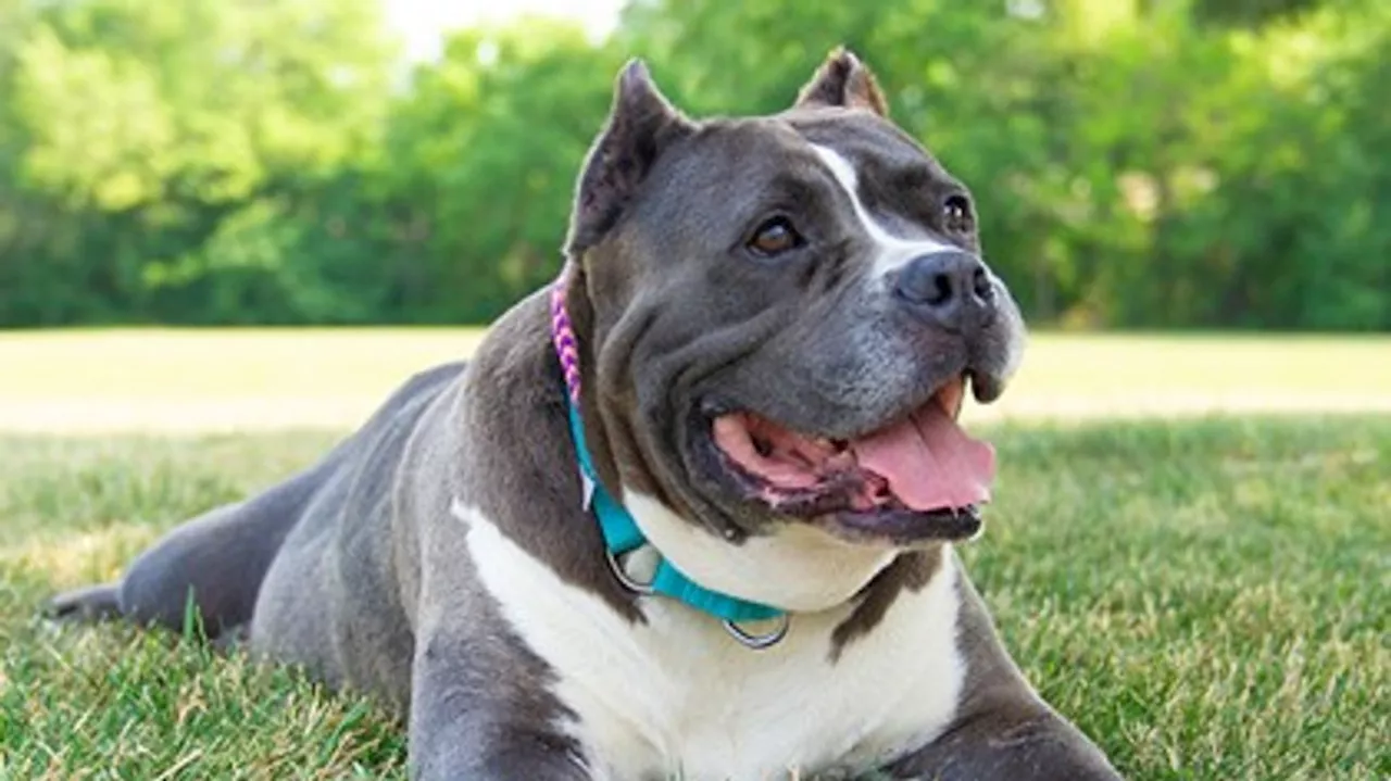 Fur Baby Friday: 85-pound Baby is a sweet meatball who loves people