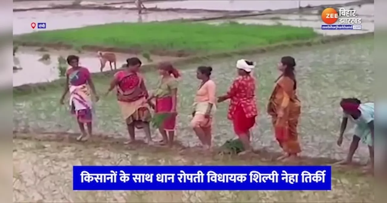 Shilpi Neha Tirkey Paddy Farming: खेत में जाकर रोपनी करने लगी विधायक शिल्पी नेहा तिर्की, किसानों के काम में बंटाया हाथ