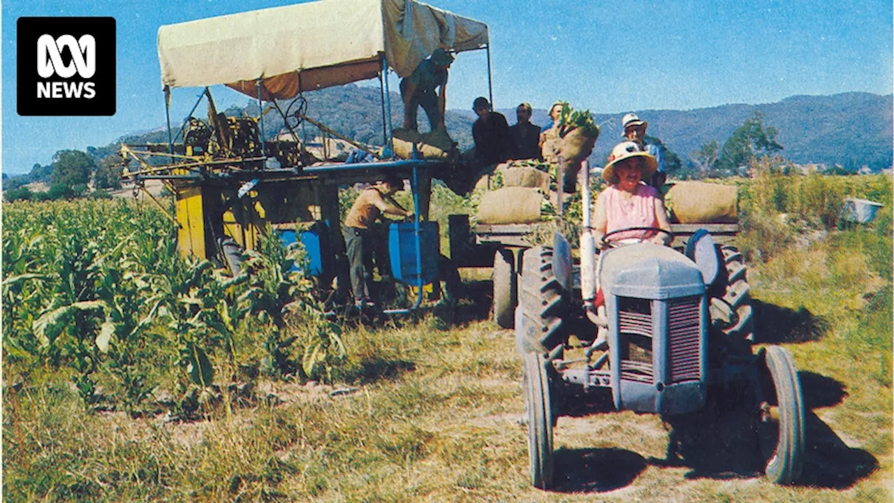 Italian traditions remain strong among former tobacco farmers over 40 years of Thursday catch-ups