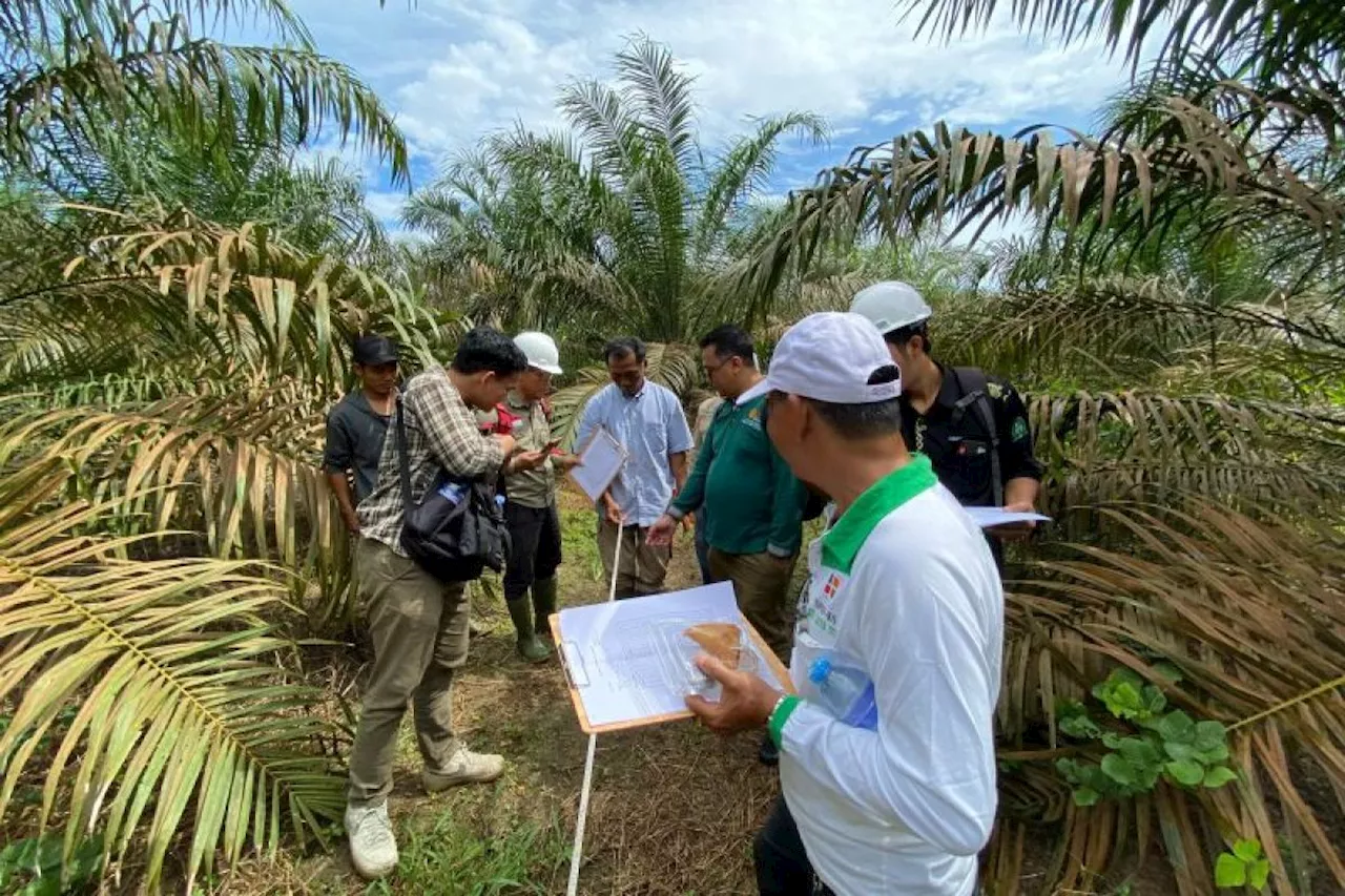 Disbunnak Kalbar mulai sosialisasikan penilaian fisik kebun PSR