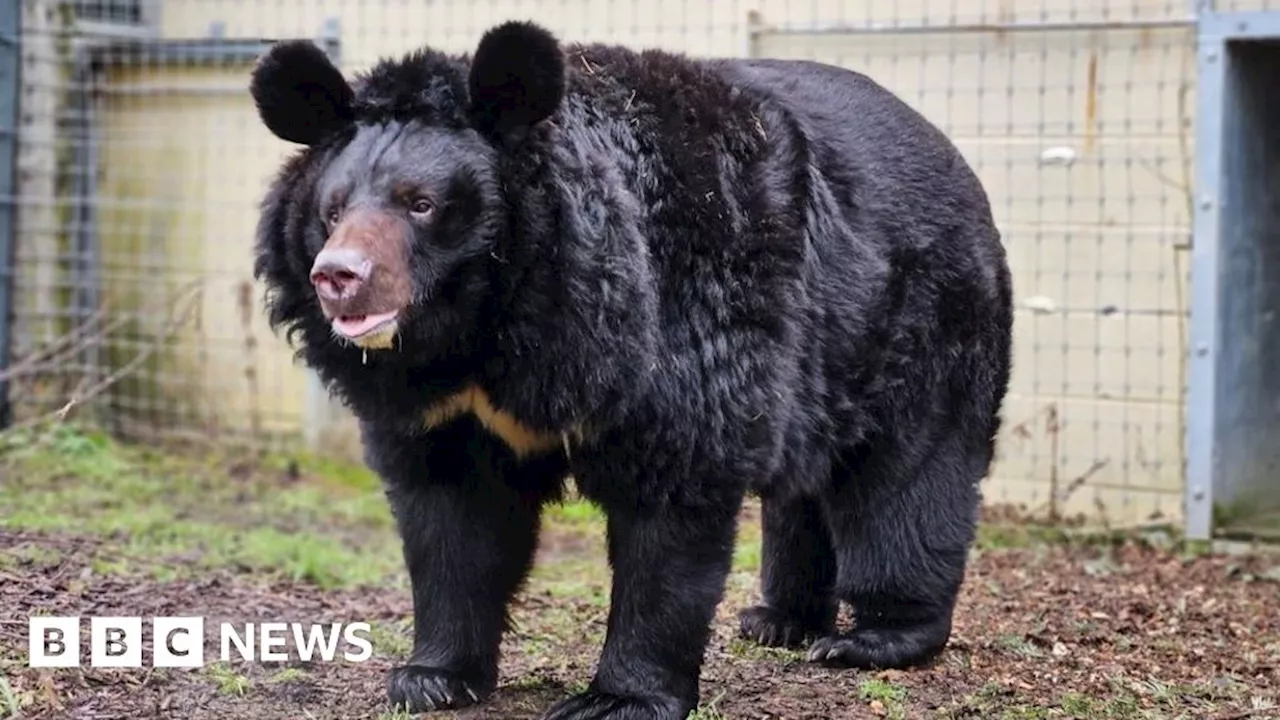 Bear rescued from Ukraine dies in West Lothian zoo