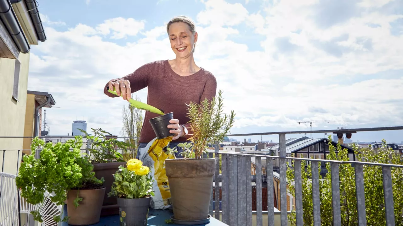 Superfoods anbauen: Quinoa, Chia und Amaranth im Garten