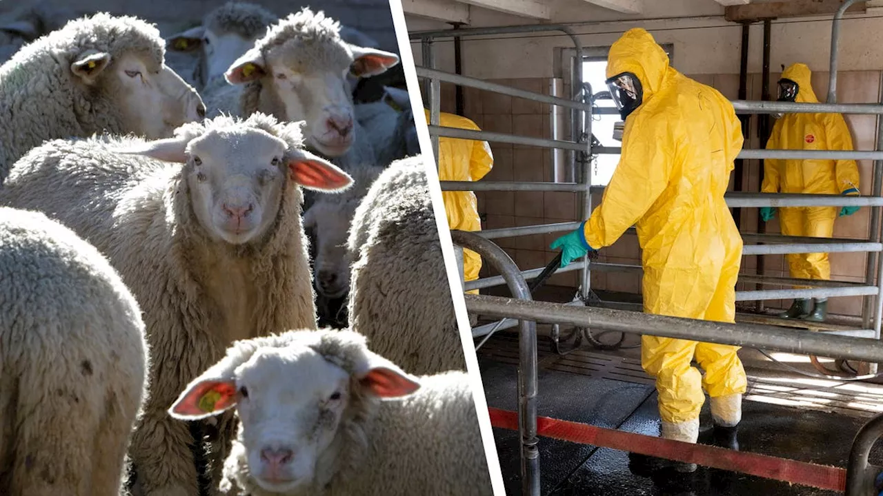 Wegen kranker Schafe: Tierseuchenbekämpfung wird für Aargauer Bauern doppelt so teuer