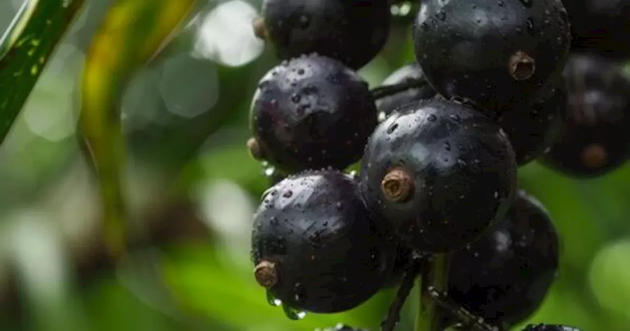 Fruta: Oro Violeta: Esta Fruta Está Repleta De Antioxidantes, Favorece ...