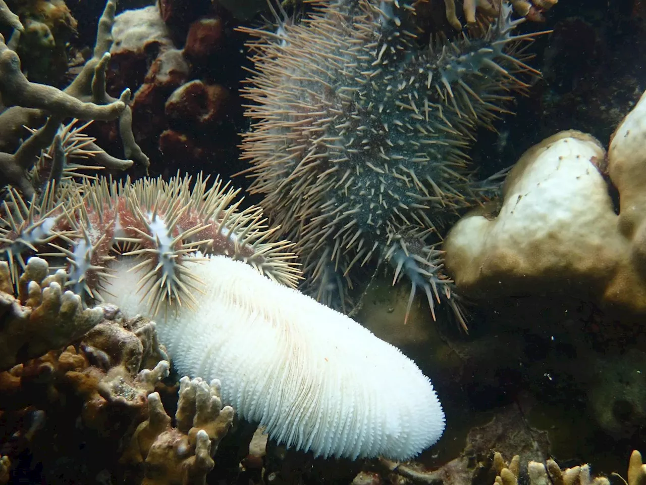 Eight sites in Sabah have extreme severe, severe coral bleaching, says group