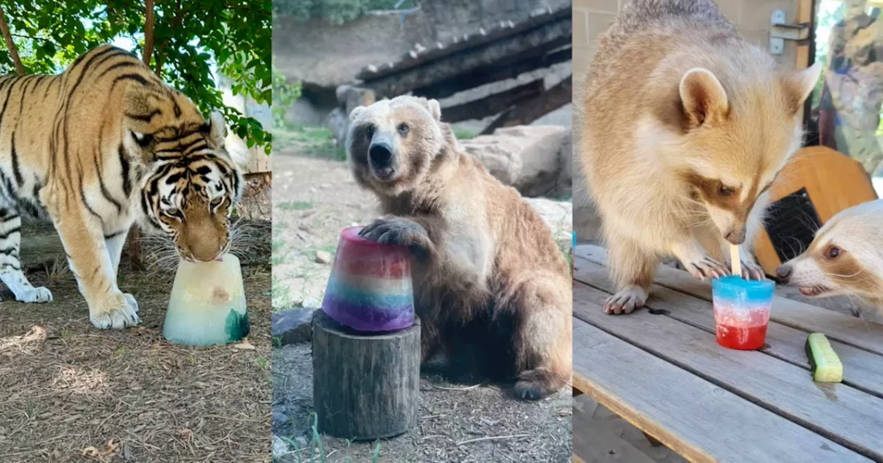 Denver Zoo working around the clock to keep animals cool amid Colorado heat wave