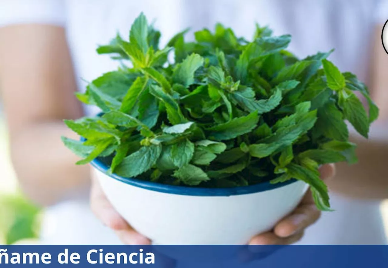 Aprende a cultivar menta en casa de una manera fácil y sencilla