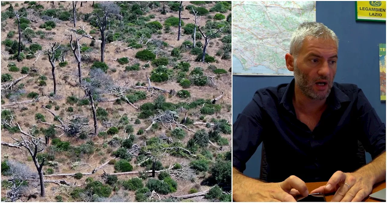 La cocciniglia devasta il polmone verde a sud di Roma, l’allarme di Legambiente: “Già persi…