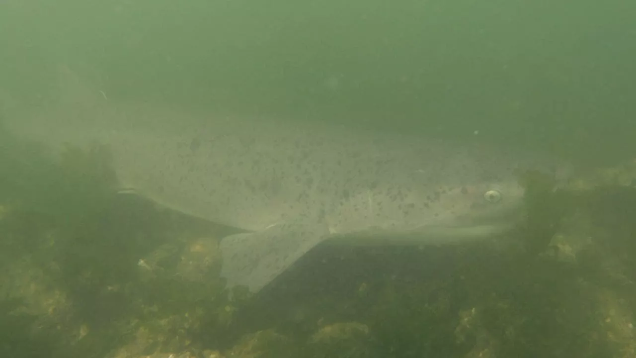 Sports: Researchers discovery new shark species in Puget Sound | News ...