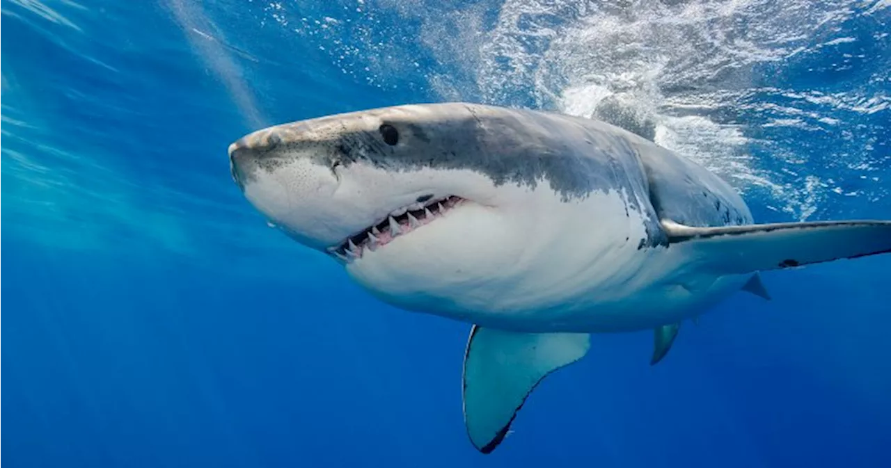 Great White North: Why more sharks are heading to Canada