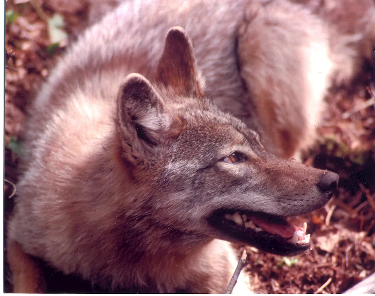 Eastern wolf upgraded to threatened species by federal environment minister