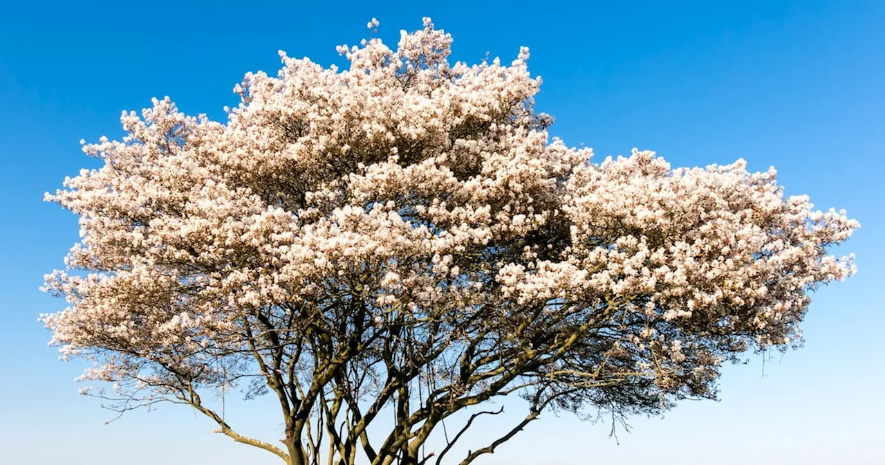 Trees with fragrant blossoms perfect to grow in Irish gardens