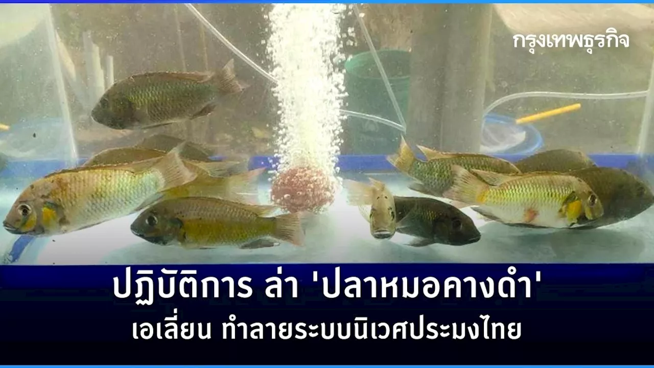 ปฎิบัติการ ล่า “ปลาหมอคางดำ”เอเลี่ยน ทำลายระบบนิเวศประมงไทย