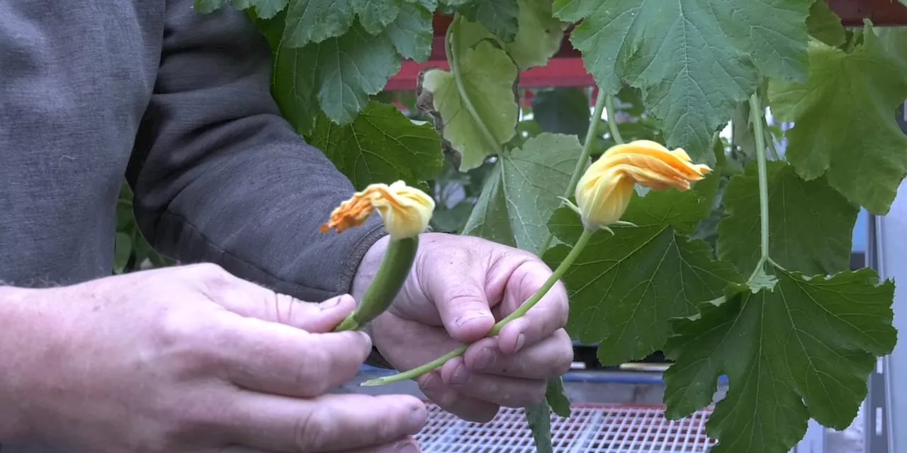 Gardening Tips: Zucchinis and how they pollinate