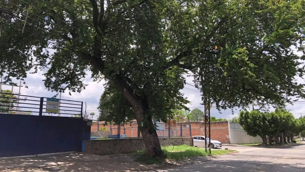 El gigantesco árbol de guamúchil de la Arbide endémico de Guanajuato y alimento de los chichimecas