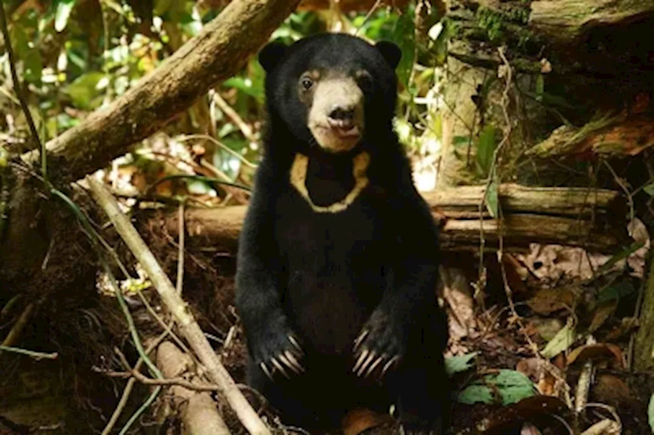 Perhilitan catches sun bear roaming in Kelantan orchard for safekeeping