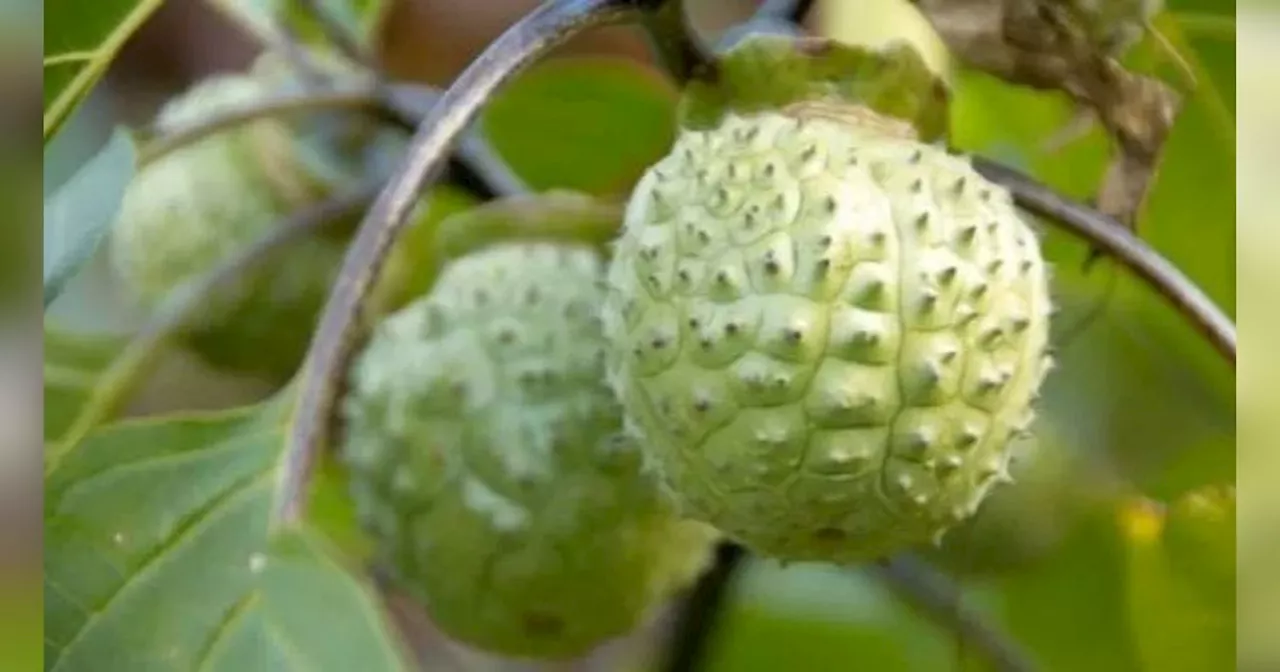 Begini Bentuk Buah Kecubung yang Bisa Bikin Mabuk Sampai Gila