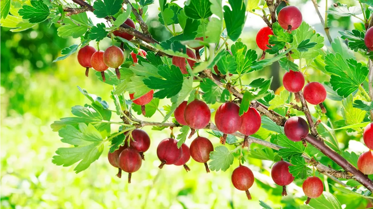 Stachelbeeren richtig pflanzen und pflegen