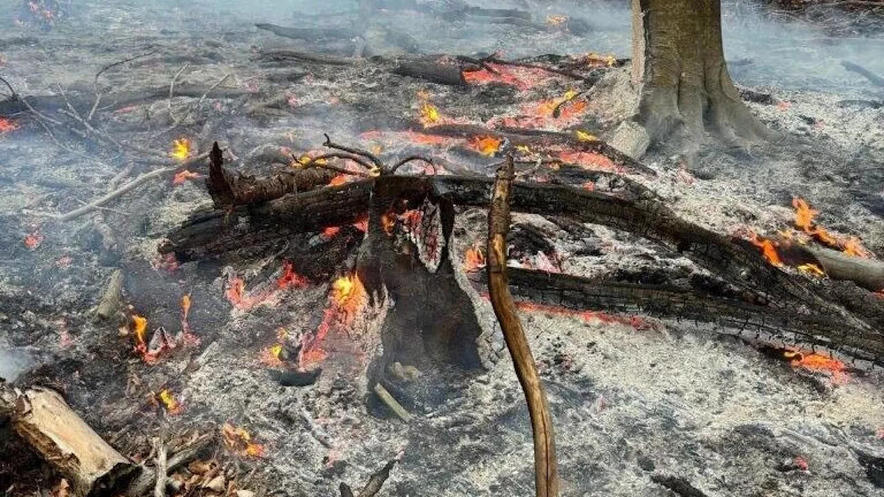 Drohne verhinderte nach Blitzschlag schlimmen Waldbrand bei Thernberg