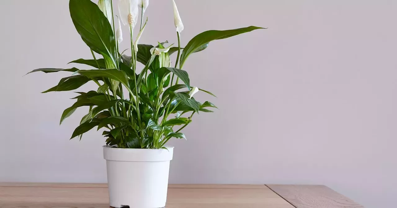 Warning over popular houseplants that could be toxic to humans and pets