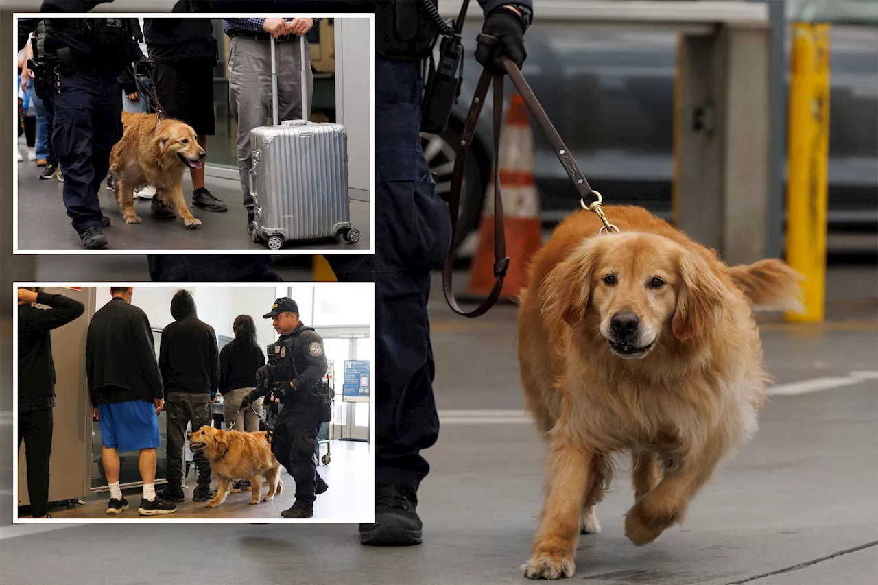 Border Protection gets help from dogs sniffing out smuggled fentanyl