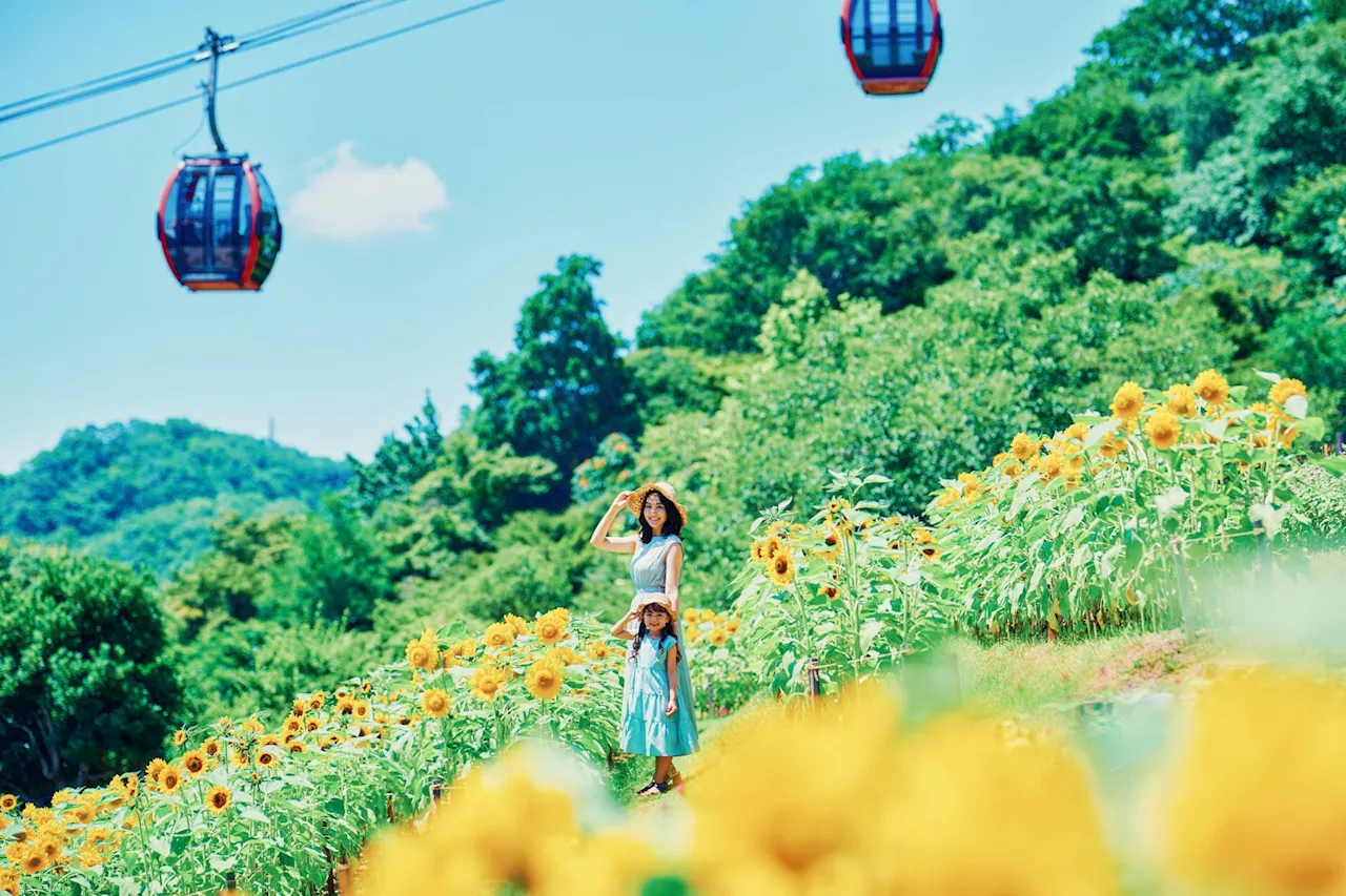 「きっと忘れない夏GARDEN FEST 2024-Summer-」がスタート。神戸布引ハーブ園が夏のリゾートに様変わり。昼は遊んで食べて、夜は「夜景×イルミネーション×ビアテラス」と丸一日過ごせます