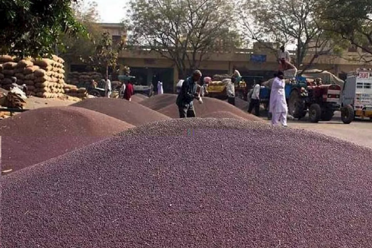 Kota Mandi Bhav : सरसों और सोयाबीन की कीमतों ने दिया झटका, इतना महंगा हुआ, जानिए मंडी भाव