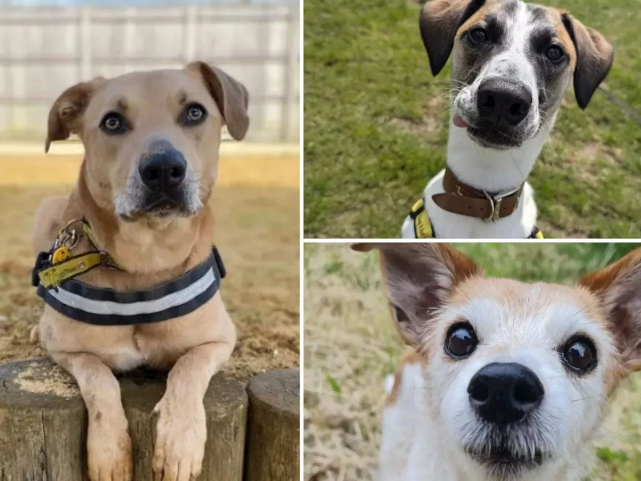 7 adorable dogs looking for their forever homes in Shropshire this week