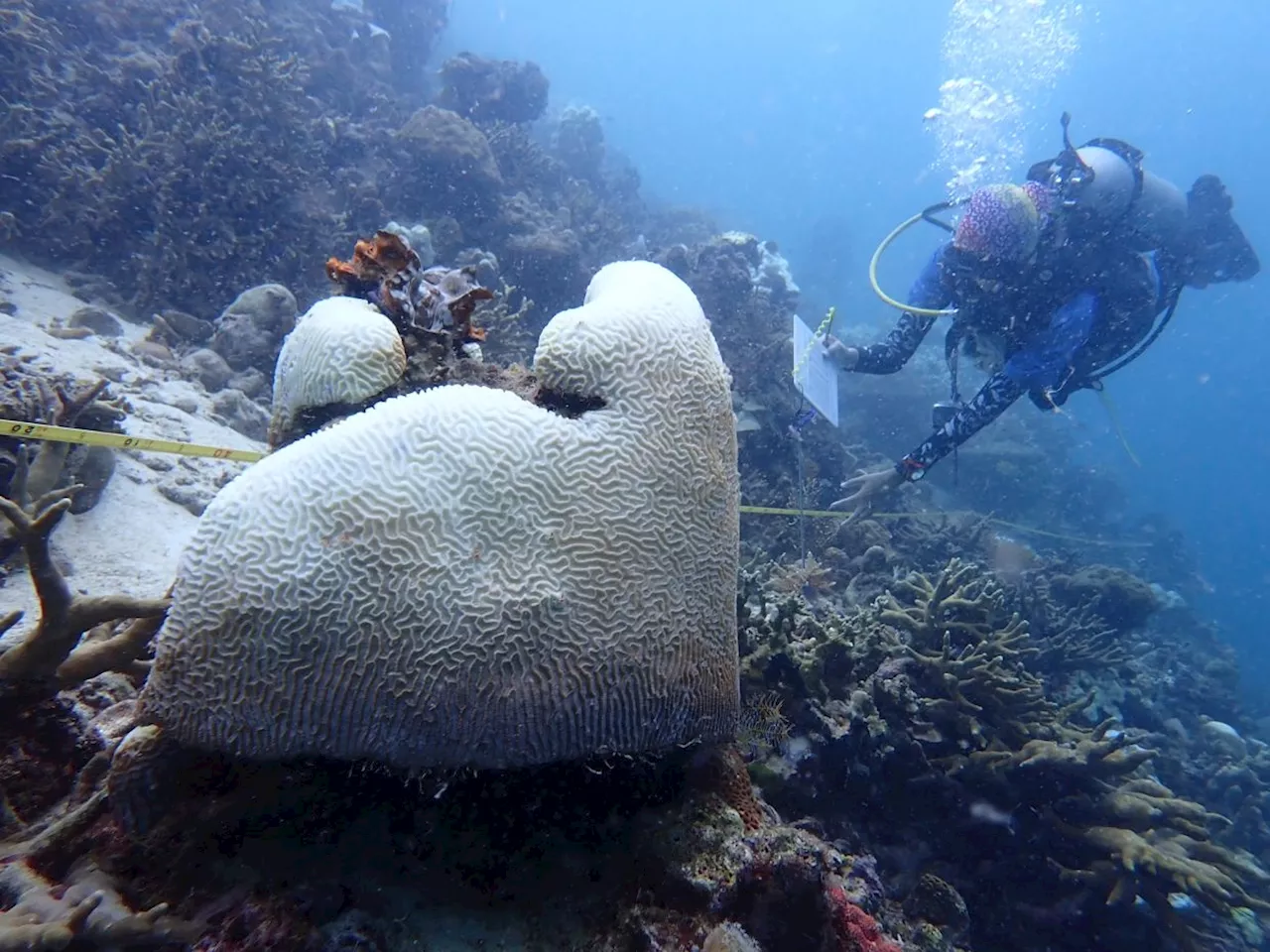 Darvel Bay’s corals escape severe bleaching but not destructive human activities