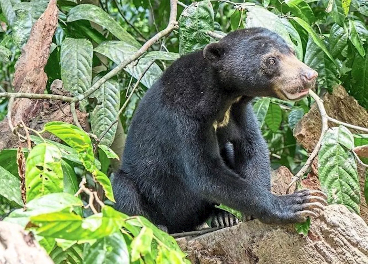 Kelantan Perhilitan captures female sun bear in Jeli