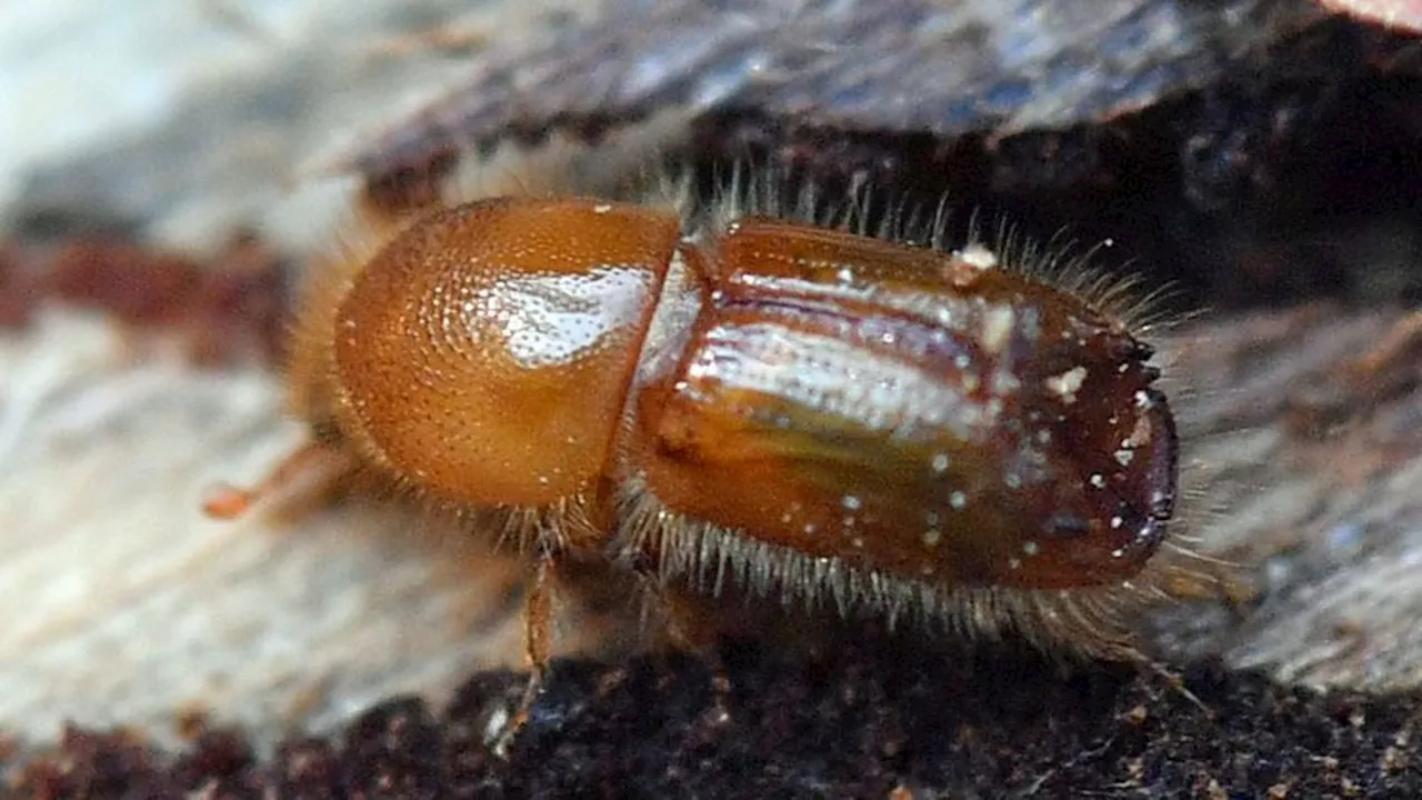 Wald: Borkenkäfer: Entwicklung in Hessen aktuell überschaubar