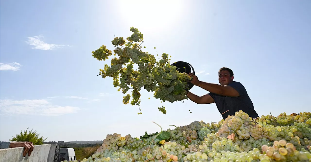 Surpreendentes, vinhos da Geórgia começam a conquistar o Brasil