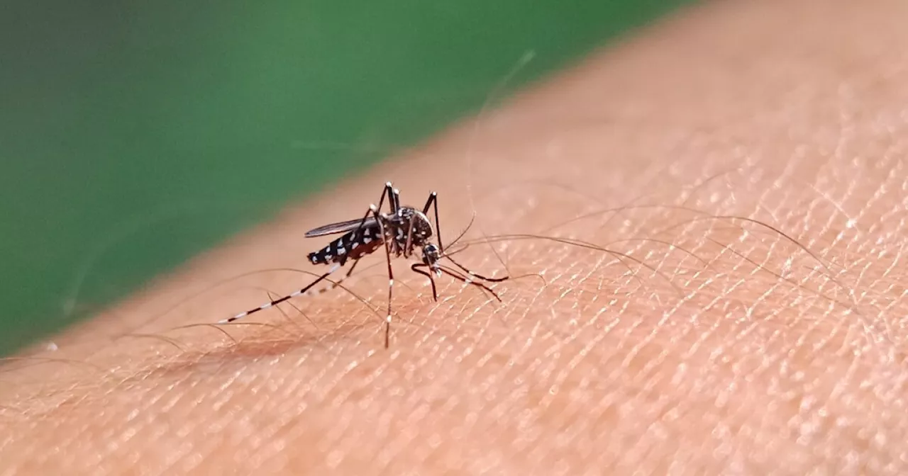 Marion County Health Department reports first mosquitoes of 2024 with West Nile Virus