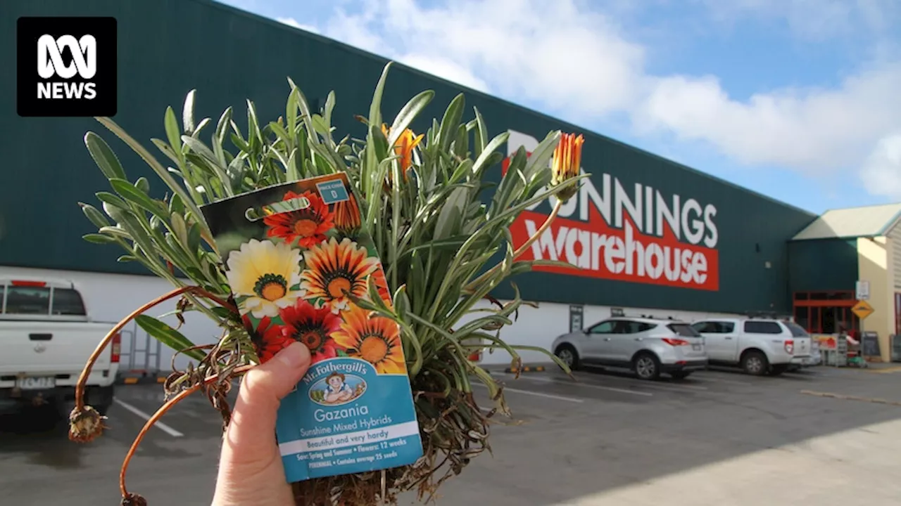 Retail giant Bunnings under fire for stocking invasive weeds that threaten Australian ecosystems