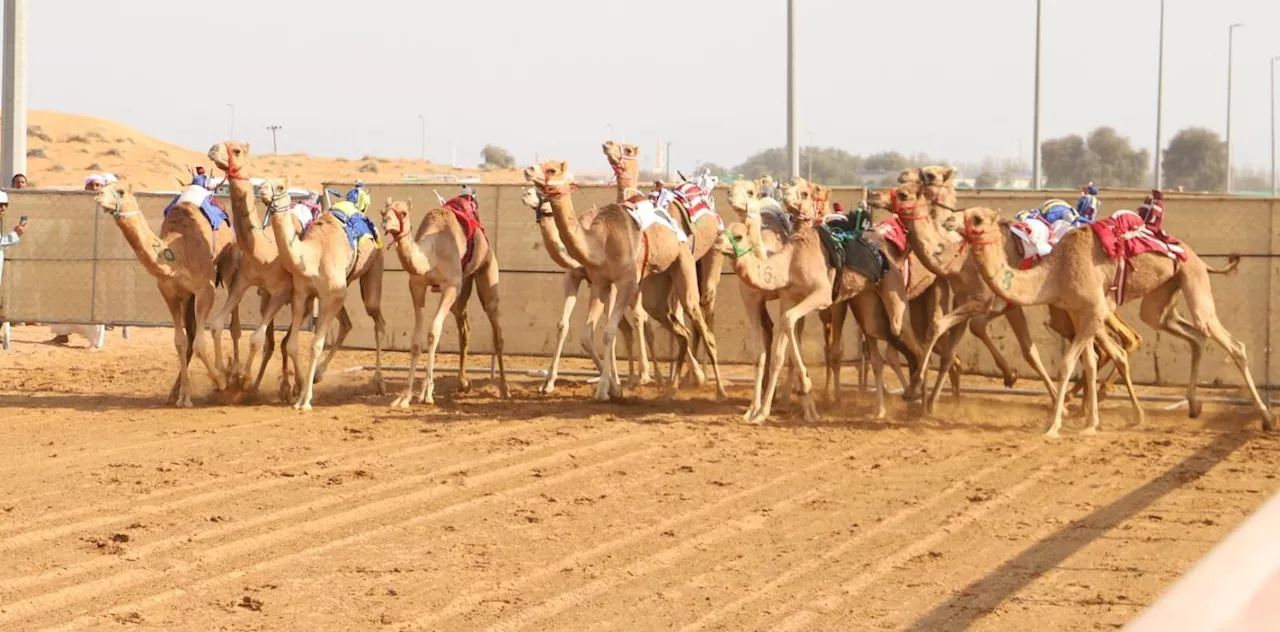 24 شوطاً بسباقات الهجن - سن الفطامين في ميدان الذيد