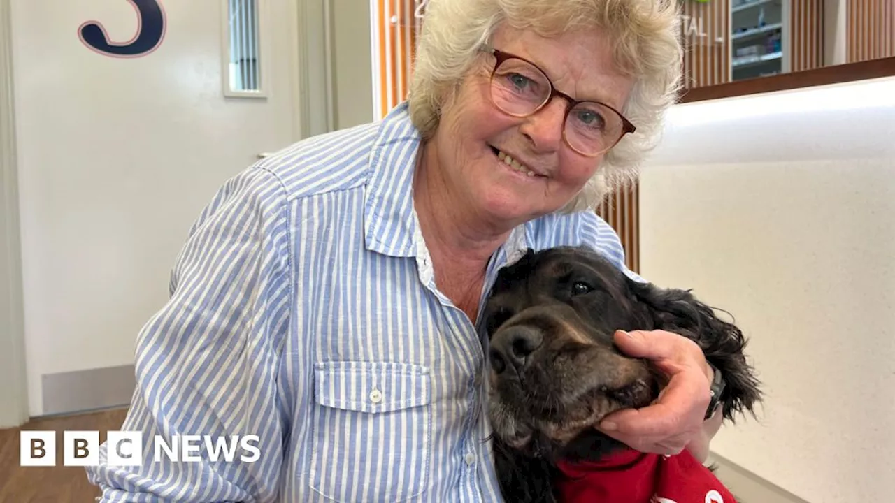 'Relaxed' Northampton dog sleeps through his 40th blood donation