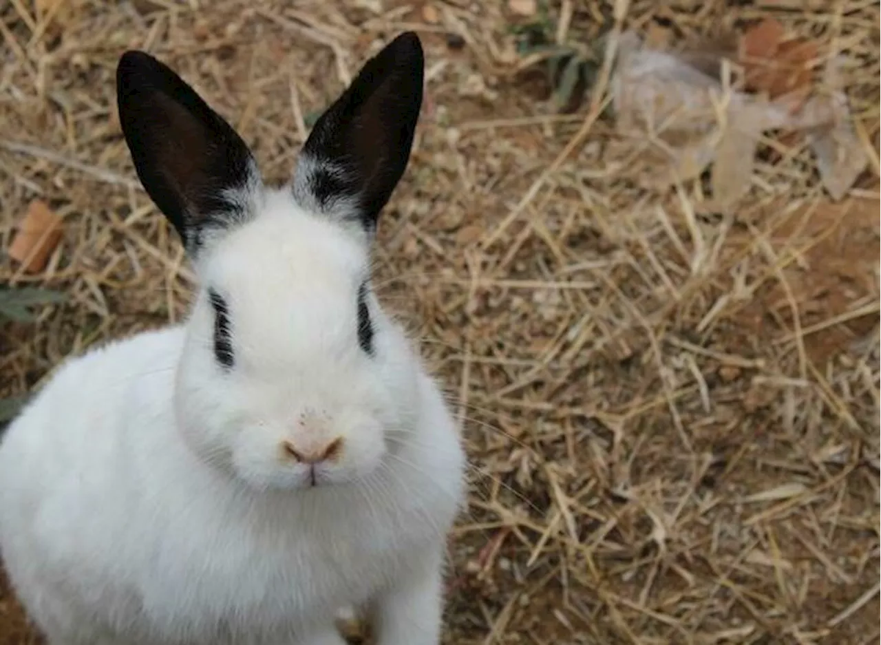 Dumped bunnies must now call ‘hazardous’ enclosure home