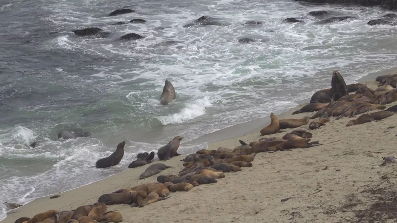 Three sea lion pups found dead within a week at La Jolla Cove