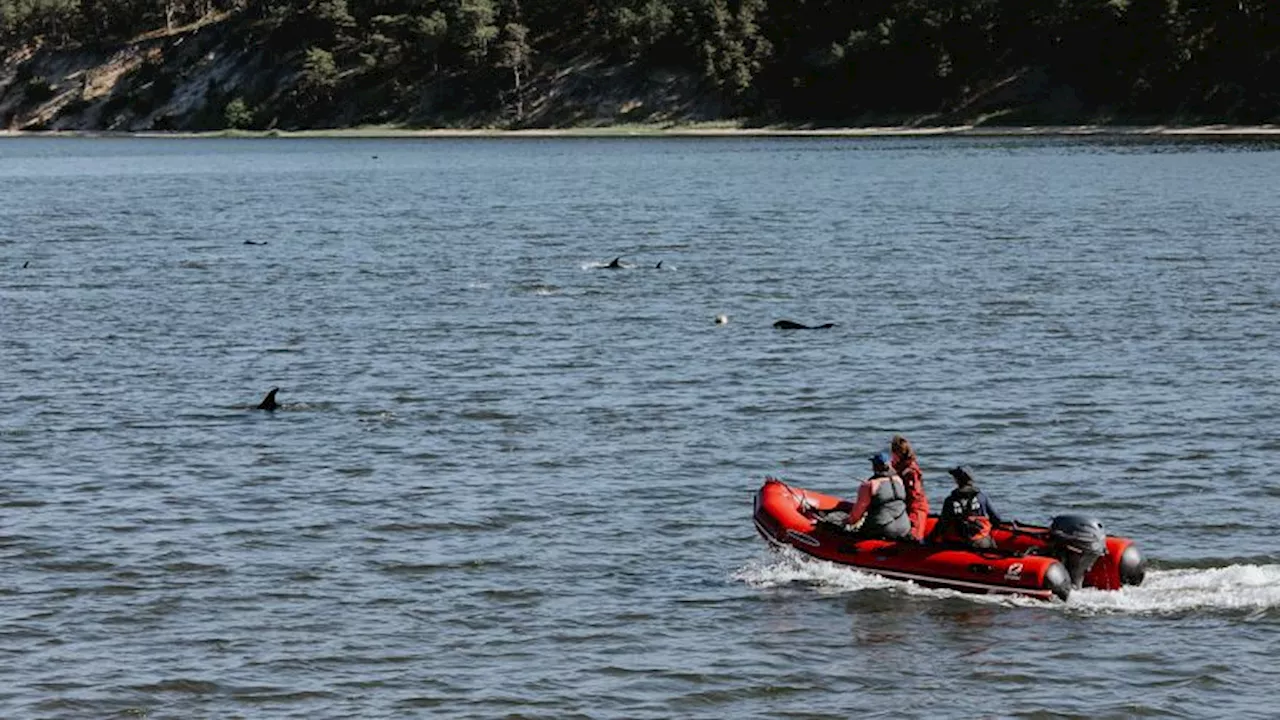 Cape Cod mass stranding of more than 140 dolphins confirmed to be largest in US history