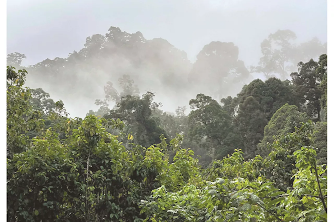 Harmonising forests, econ development in Sabah