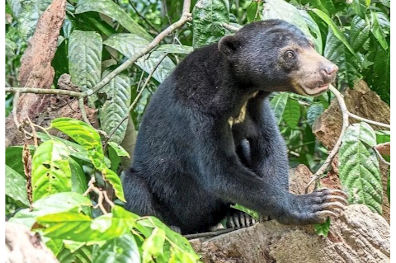 Perhilitan captures female sun bear in Jeli