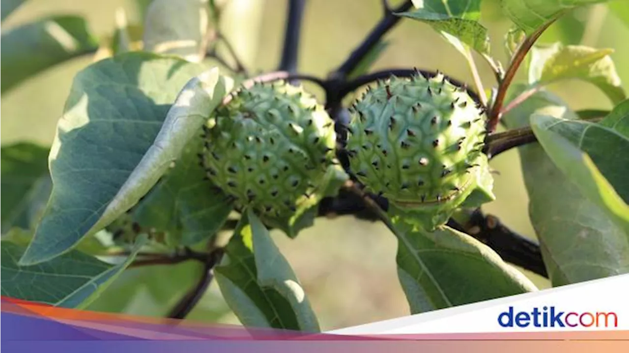 Tanaman Kecubung yang Kerap Disalahgunakan, Rupanya Bahan Pestisida Alami