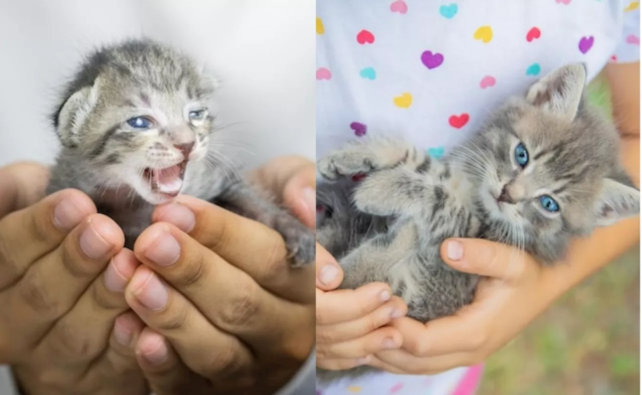 Se puede tocar las crías de mi gata, según educadora