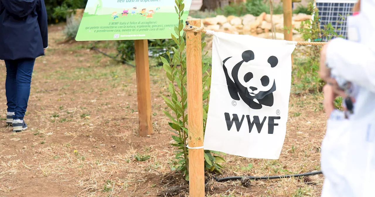 La crisi di Wwf Germania, conti in rosso e licenziamenti in arrivo