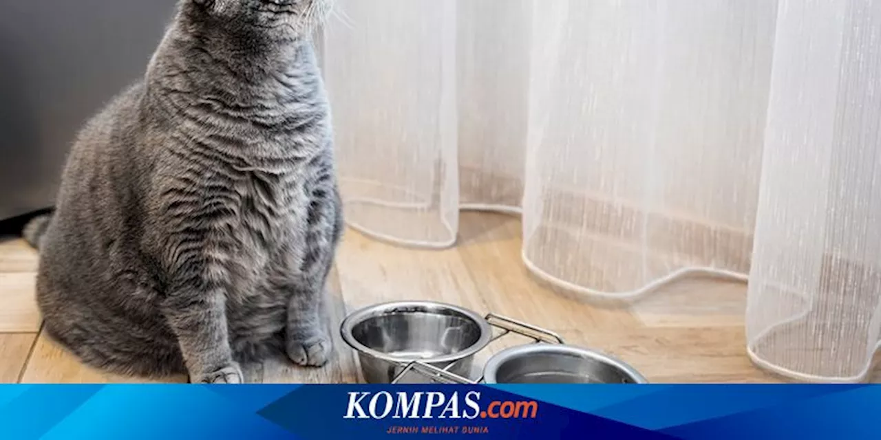 Memberi Makan Kucing Secara Berlebihan Berdampak Buruk pada Pencernaan, Ini Kata Peneliti